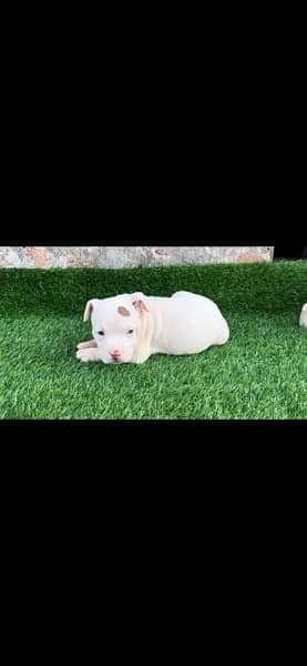 American bully puppies 2