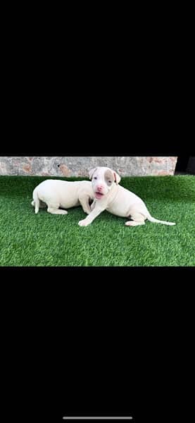 American bully puppies 3