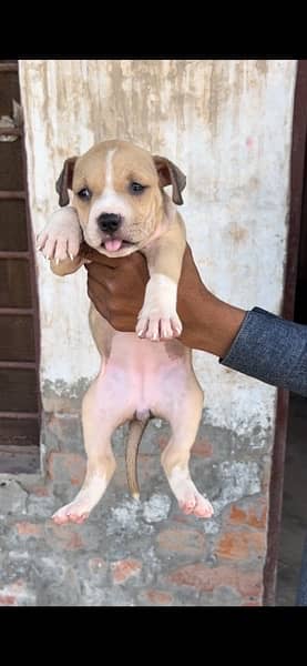 American bully puppies 5