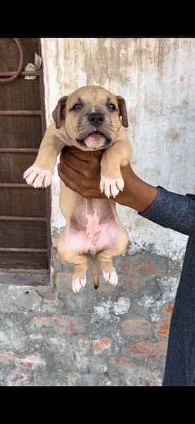 American bully puppies 6