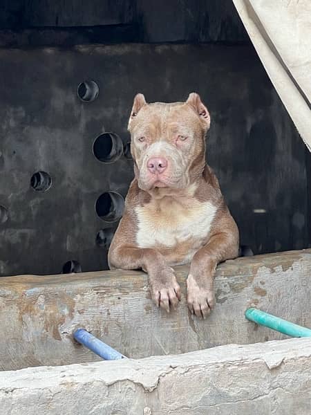 American bully puppies 7