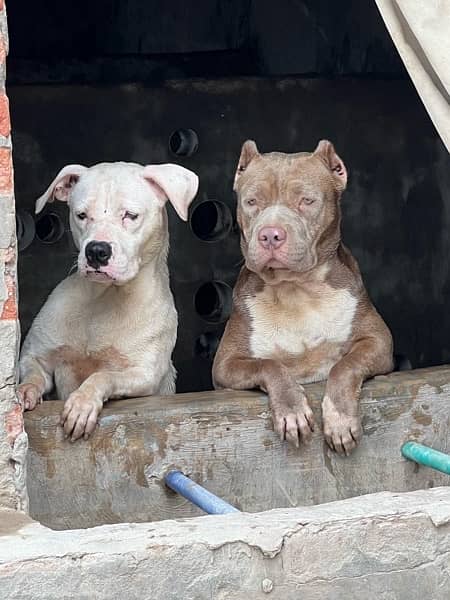 American bully puppies 8