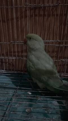 green parrot male age 4 month 0