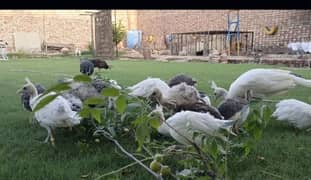 peacock chicks