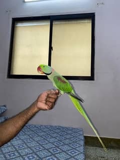 best perrot