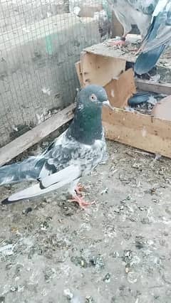 Breeder pigeon for sale