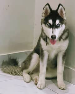 Siberian husky wooly coated blue eyes