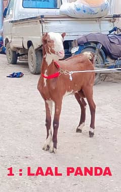 1 Male & 1 Female teddy goats 03448381931