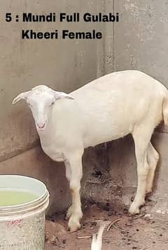 1 Female teddy goats 03448381931