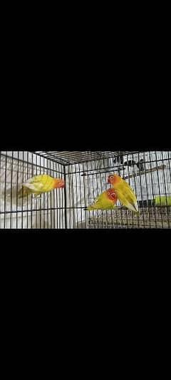 Love Birds Sale. .