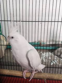 Eno White Cockatiel