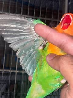 male love bird for sale