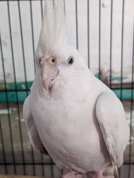 Eno White Cockatiel 4