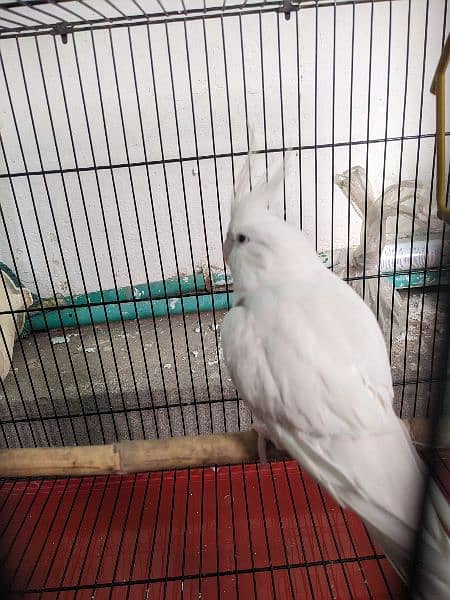 Eno White Cockatiel 5