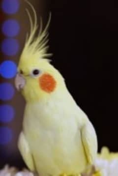 cocktil parrot