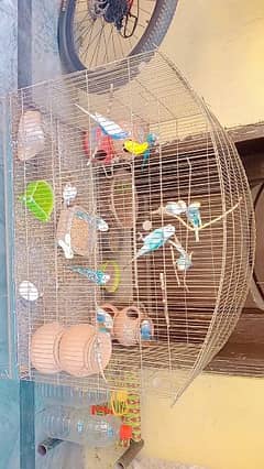 14 budgie parrots with a cage