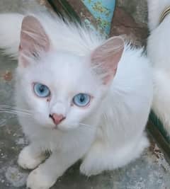 Persian kitten