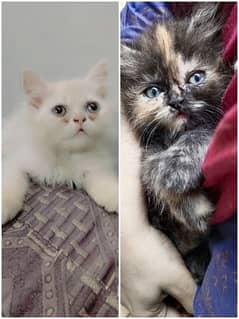 Persian kittens pair