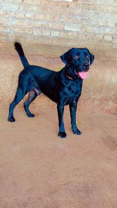 Labrador dog urgent for sale