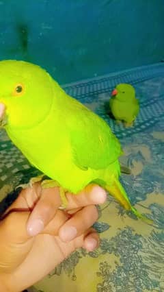 of green parrots 03171535438 contact me