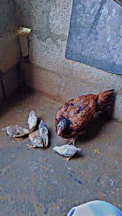 hen with 5 chicks