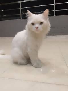 persian cat for sale male