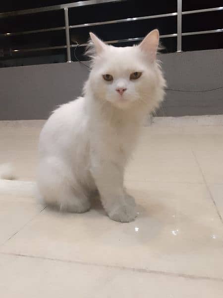 persian cat for sale male 0