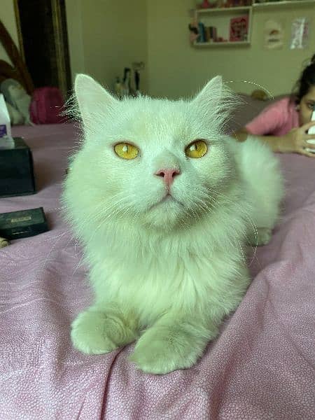 persian cat for sale male 1