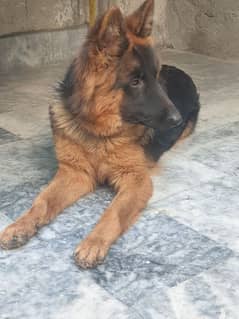 Female German Shepherd Pure Breed Gsd