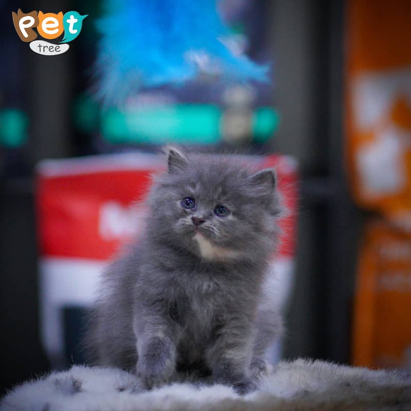 Persian Kitten | White Kitten | Top Quality Kittens | Grey Kittens 1