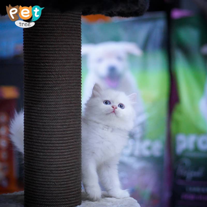 Persian Kitten | White Kitten | Top Quality Kittens | Grey Kittens 2