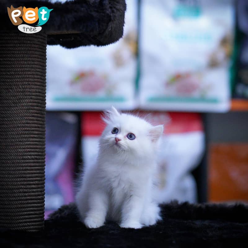 Persian Kitten | White Kitten | Top Quality Kittens | Grey Kittens 5