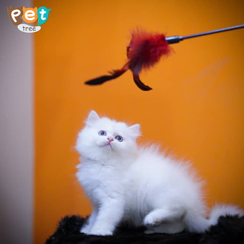 Persian Kitten | White Kitten | Top Quality Kittens | Grey Kittens 7