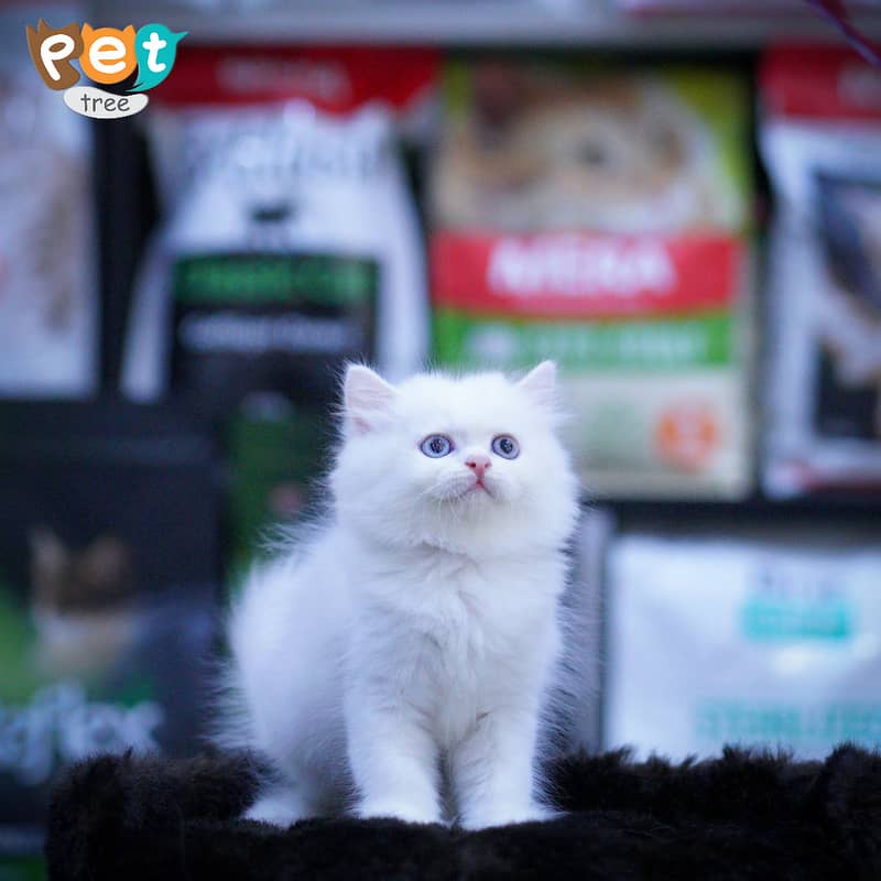 Persian Kitten | White Kitten | Top Quality Kittens | Grey Kittens 10