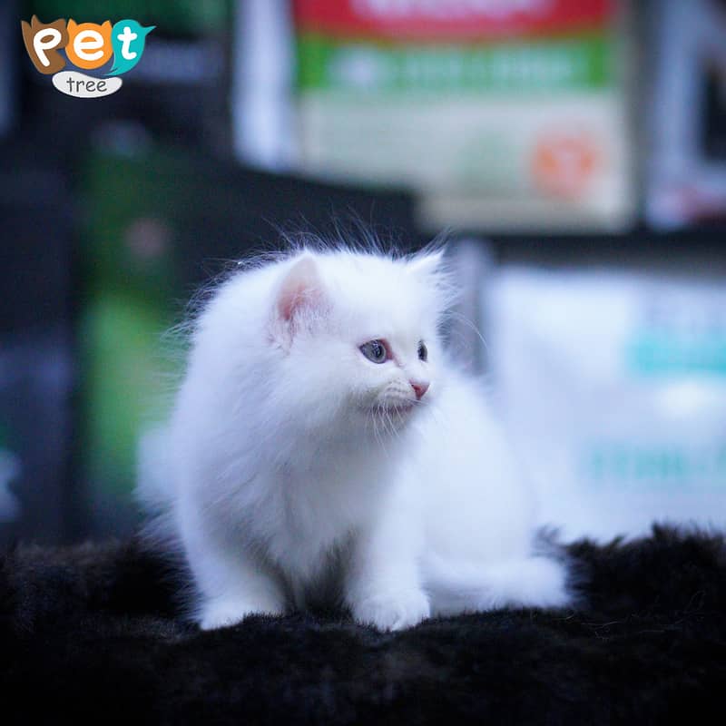 Persian Kitten | White Kitten | Top Quality Kittens | Grey Kittens 13