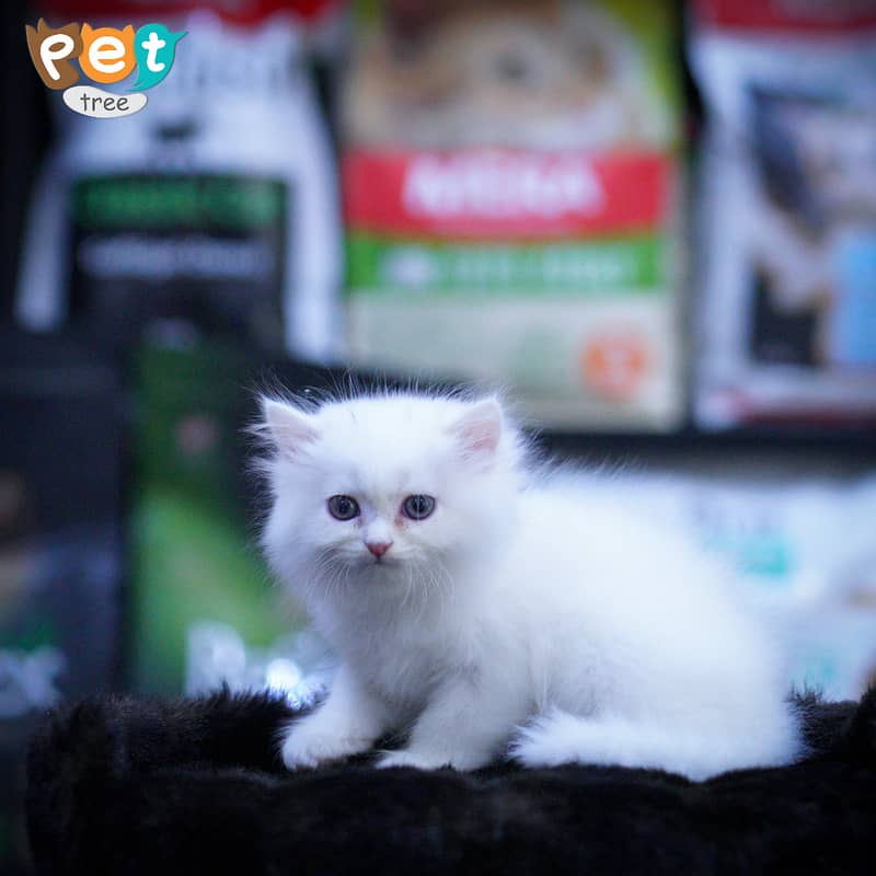 Persian Kitten | White Kitten | Top Quality Kittens | Grey Kittens 14