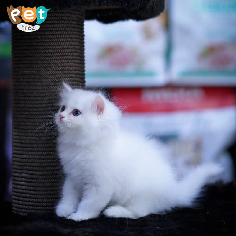 Persian Kitten | White Kitten | Top Quality Kittens | Grey Kittens 15