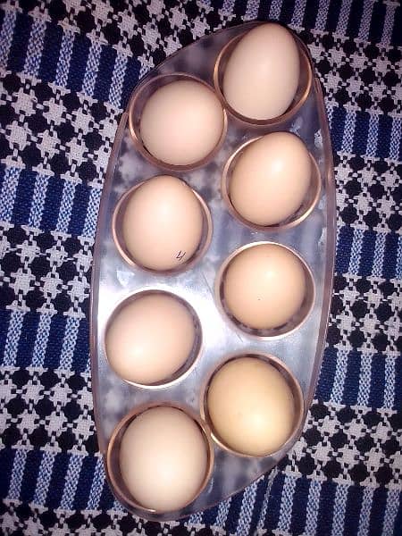 ASEEL HEERA EGG FOR SALE 2