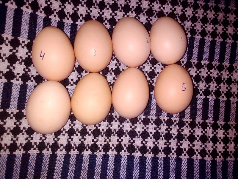 ASEEL HEERA EGG FOR SALE 3