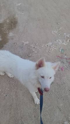 white pure husky