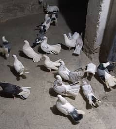 pigeons