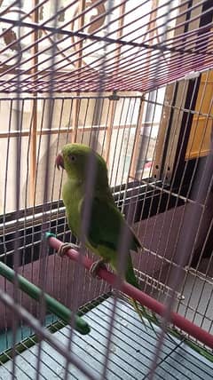 Green Ringneck Parrot