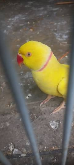 Yellow male parrot for sale