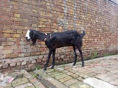 pure beetal bakri for sale