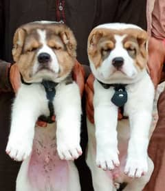 alabai security dog 2 month pair for sale heavy bon