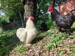 Buff Bantam Roosters.