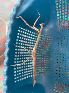 Stick insect phasmid