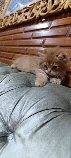 Persian & Peaky Face kittens pair.