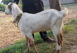 Goat for sale