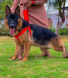 German shepherd breeder female heavy bone for sale